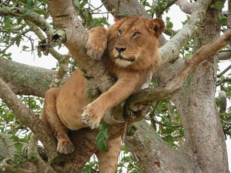 Tree-climbing lion resting in a tree in Uganda