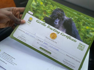 Uganda Gorilla Permit Guide (2026): Everything You Need to Know