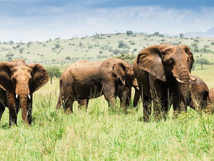 Best Uganda Safari Packages for First-Time Visitors (2026 Guide)
