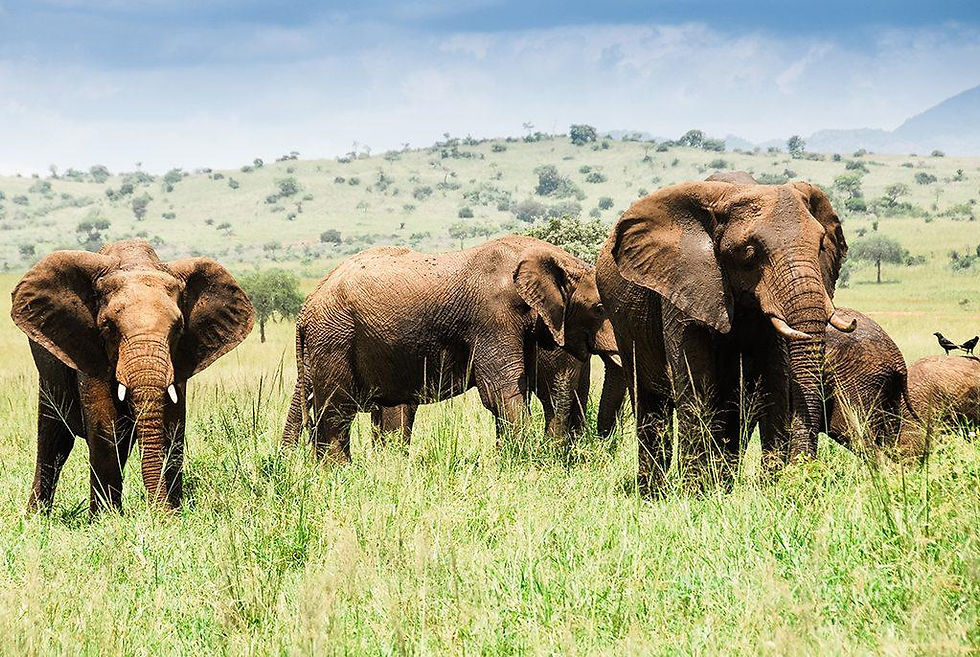 Best Uganda Safari Packages for First-Time Visitors (2026 Guide)