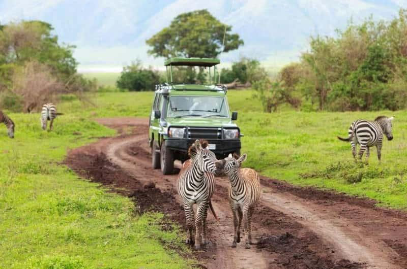 Zebras on a path during a 3-Day Lake Mburo Wildlife Safari