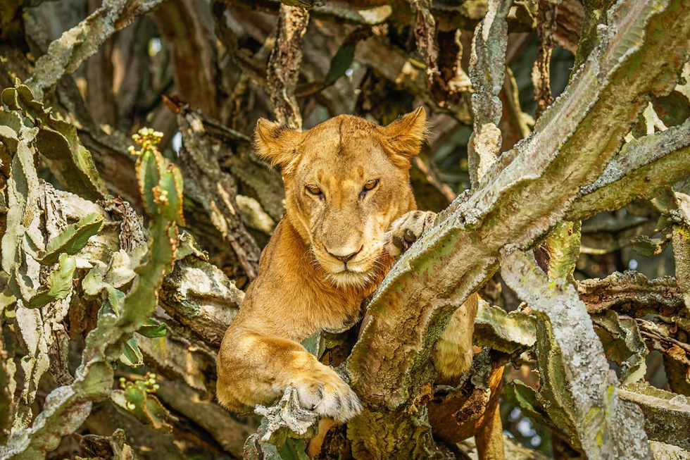Tree-climbing lion on a Queen Elizabeth safari.