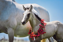 23G030-1211 - Copie.JPG