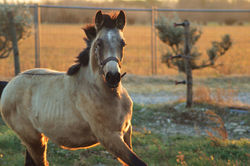 51010746_2019955688298016_3556529789227499520_n