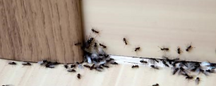 Any Insect Infestation?