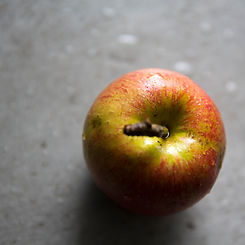 appel close up 1.jpg