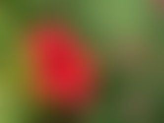 Fiori di Ibisco: proprietà e ricetta del tè all'ibisco