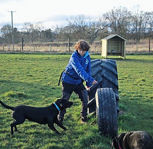 Dog training in Corbridge field session