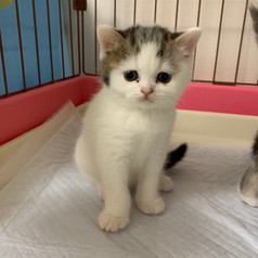 2020.04.04 Maru3