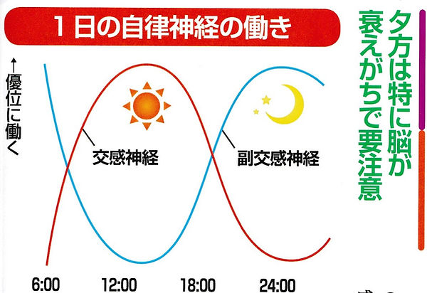 1日の自律神経の動き.jpg