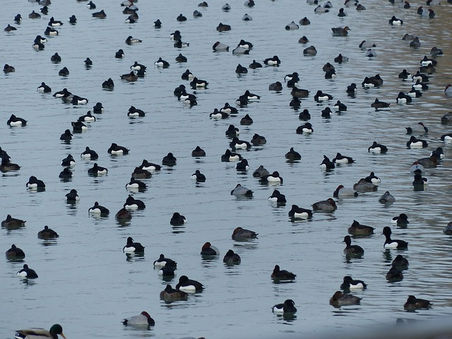 Vogels slachtoffer van carbidschieten?