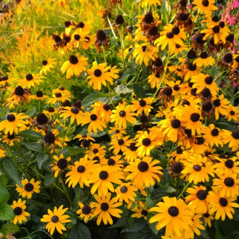 nurserygallery13-greencountry.webp
