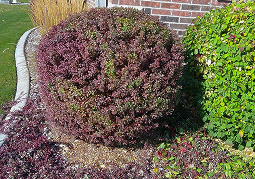 bush-trimming 2.png