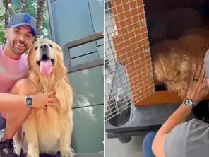 Entenda os direitos do tutor no caso do cão que faleceu em voo da Gol