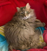 Grey fluffy cat laying on pink pillow