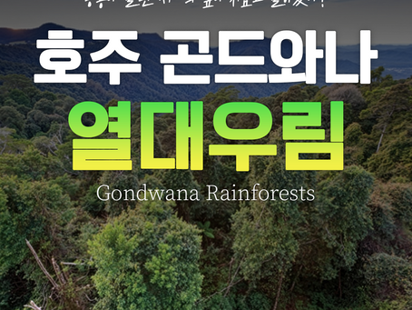 공룡이 살던 시대의 숲이 지금도 존재한다? - 호주 퀸즐랜드 곤드나와 열대우림 이야기, 별별여행사 탬보린마운틴&열대우림 투어 소개