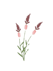 set-collection-wild-flowers-vector-illustration_edited_edited.png