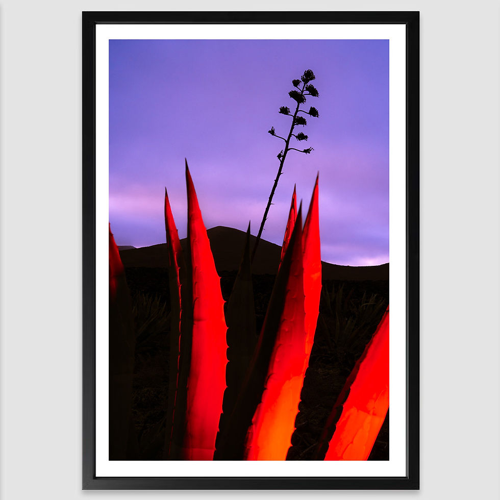 N°3 _ Fleur d'Agave