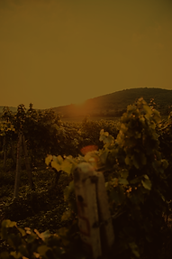 martin-katler--nWxUpRyxs0-unsplash.png