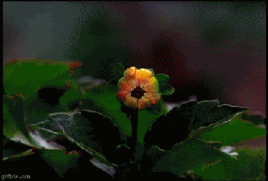 GZPh.gif