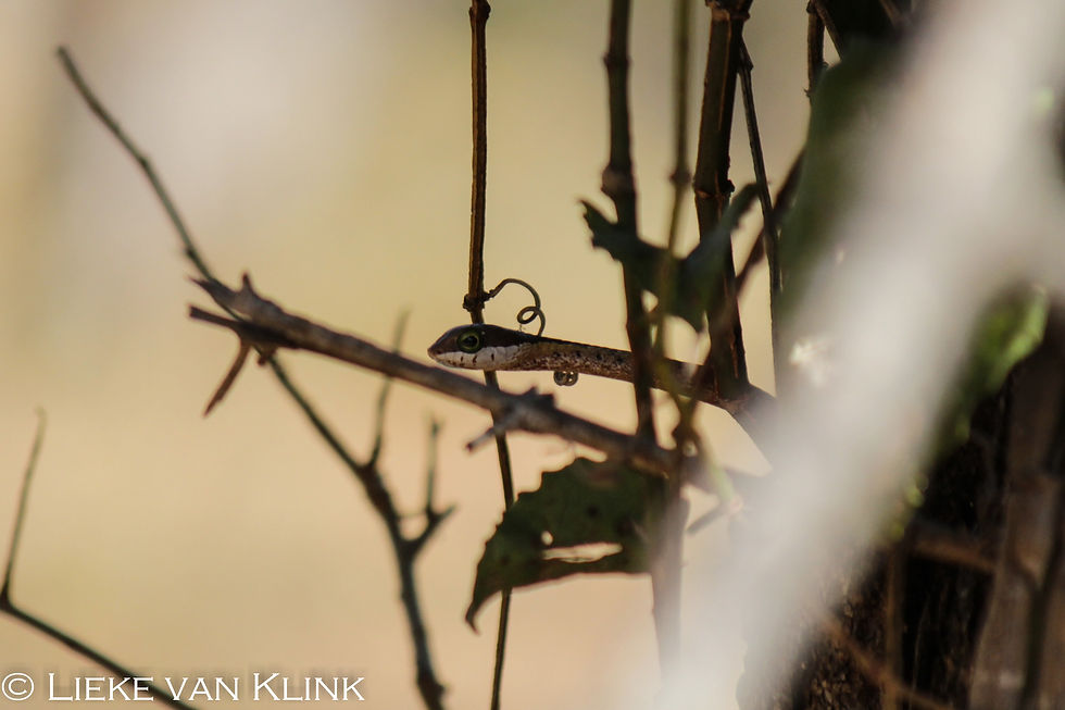 afrika 2015-0089