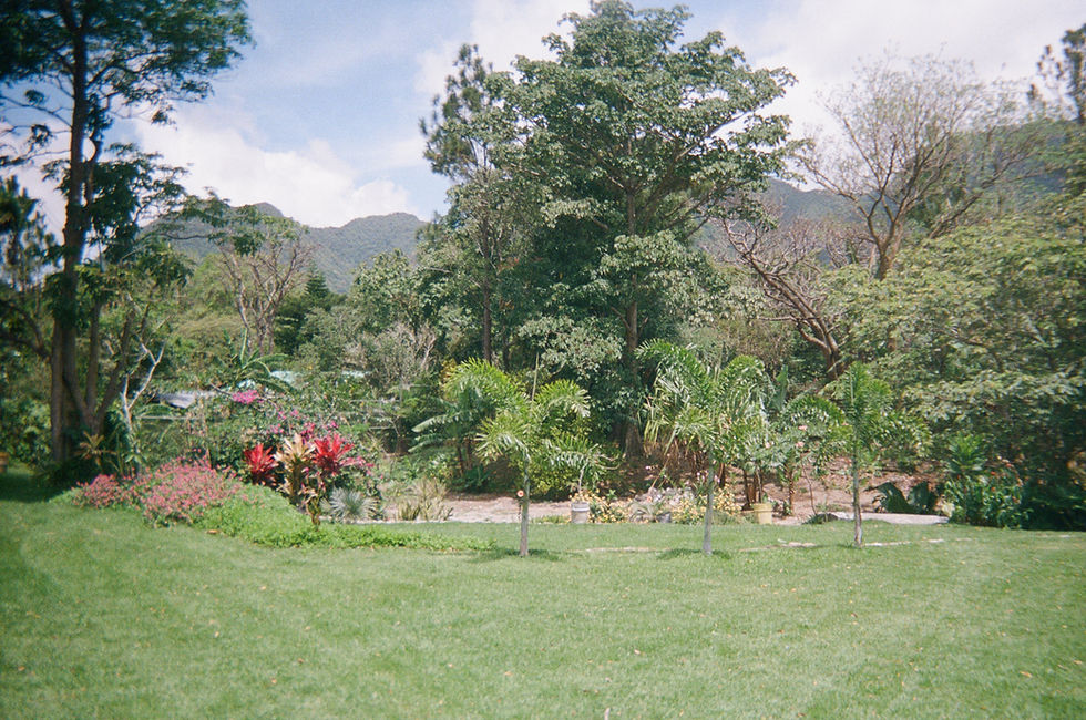The Dream Garden