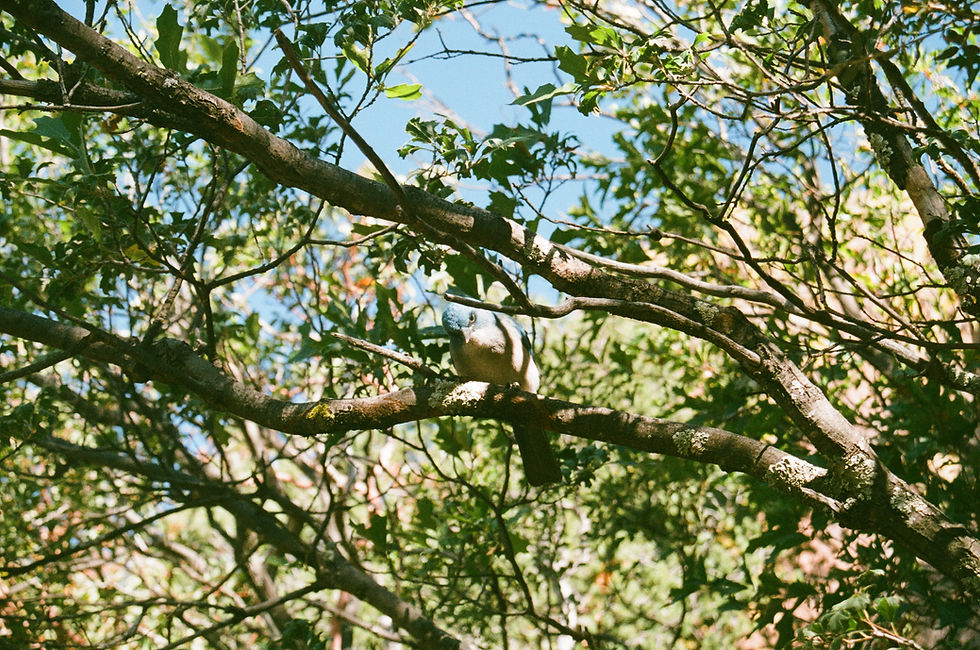Blue Jay