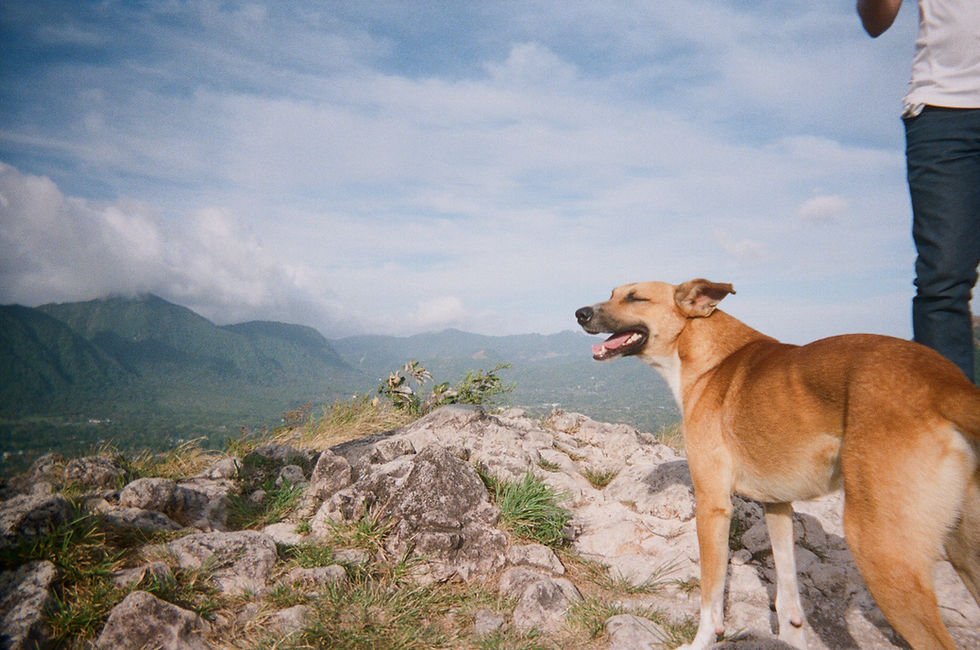 Stray Dogs Lead the Way