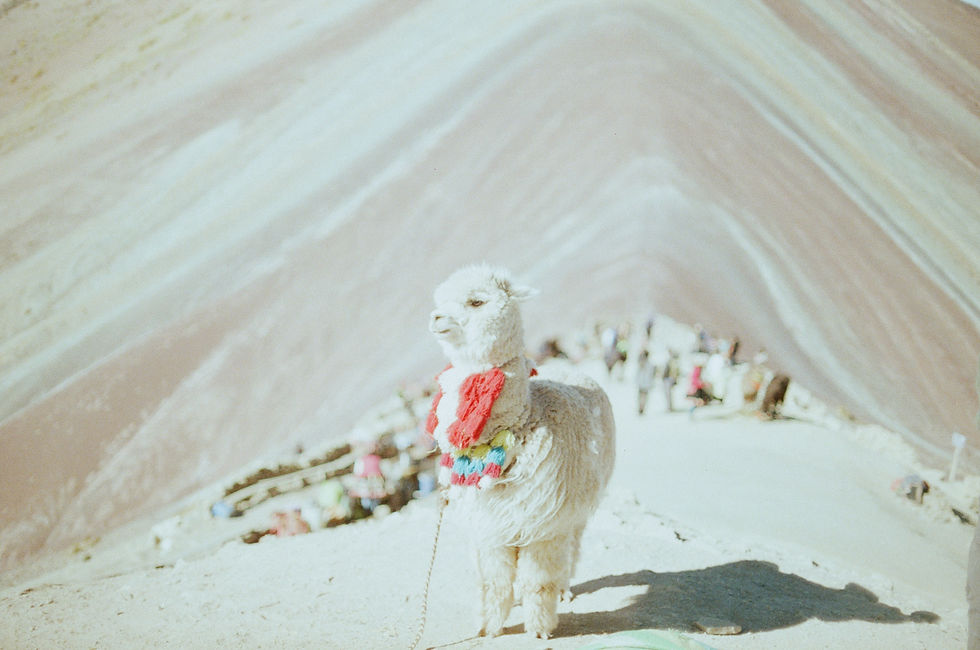 Lone Llama of Mas Colores
