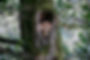 Tawny_Owl.jpg