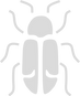 Logo Icon Beetle