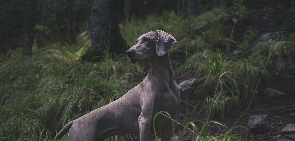 adult greyhound on forest during daytime_edited.jpg
