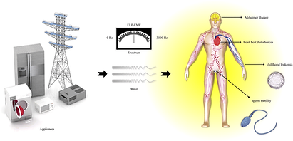 Schematic-illustration-of-ELF-EMF-effects-on-human-health-The-excessive-exposure-to.png