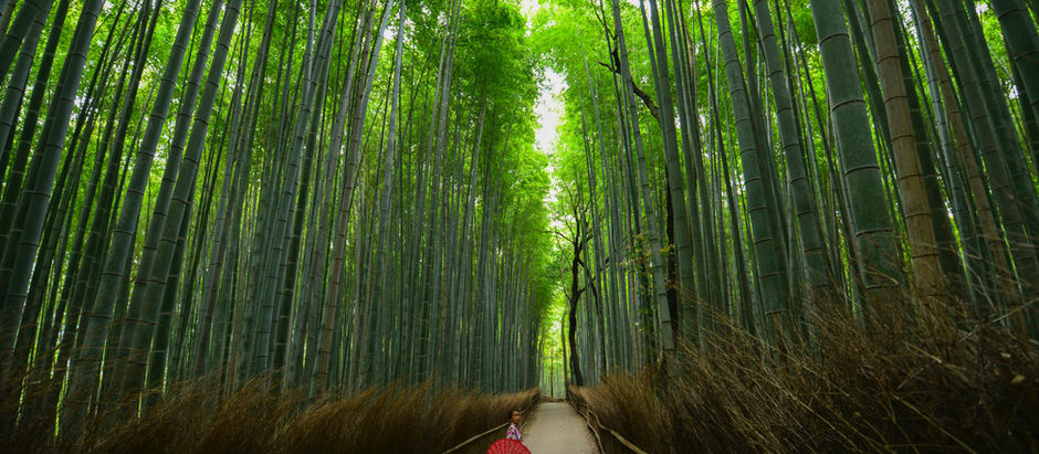 Making the Most of Japan