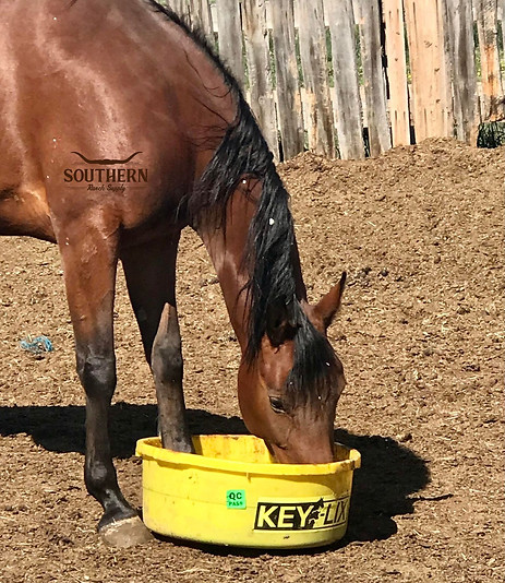 Watermarked Horse 1.jpg