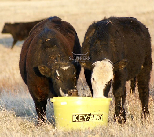 Watermarked Cow 2.jpg