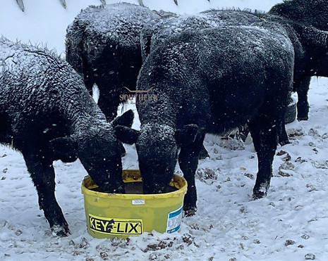 Watermarked Cow 3.jpg