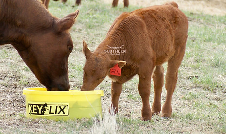 Watermarked Cow 1.jpg