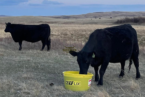 Watermarked Cow 4.jpg