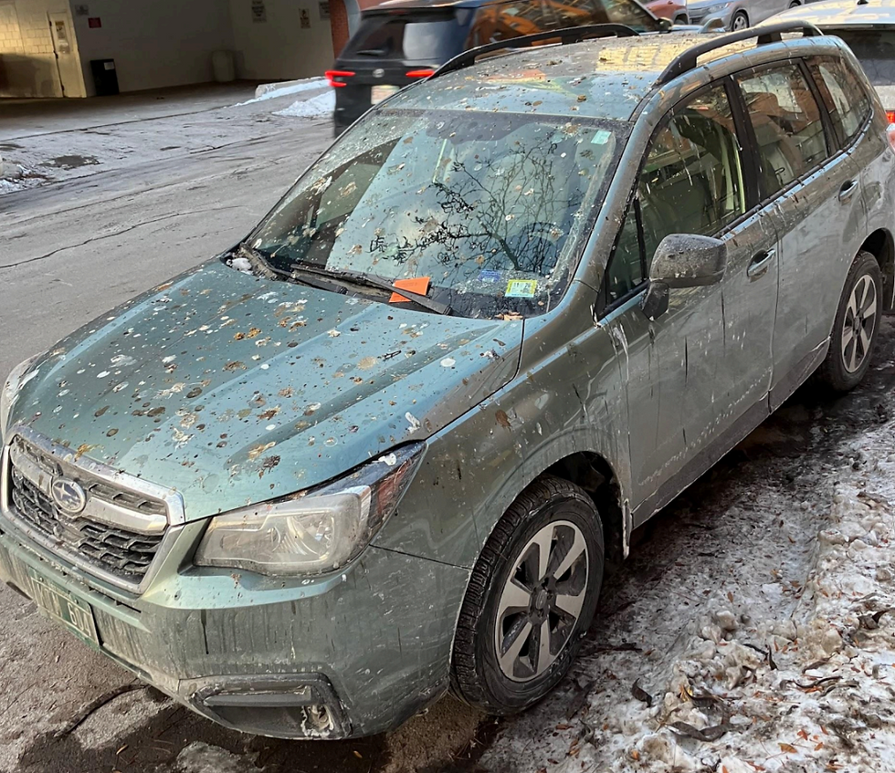 311: Too Ugly To Stuff & Your Car's A Toilet (with Gil Ozeri)