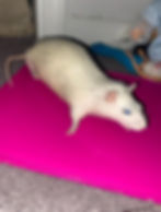 ree