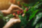 coffee hands.jpg