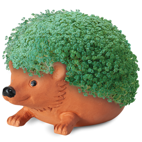 Peculiar pets from the past: PetRocks, Chia Pets and Tamagotchis