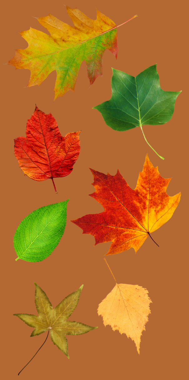 Make A Leaf Journal This Fall