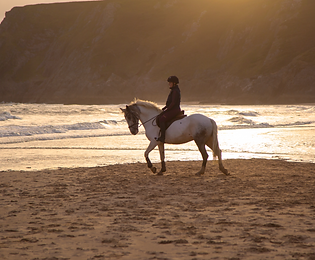 Horse on Welsh beach