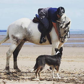 Horse rider on the beach with her horse and dog