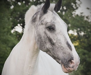 Portrait of horse
