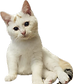 保護猫