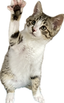 保護猫