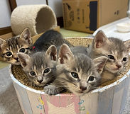 保護猫